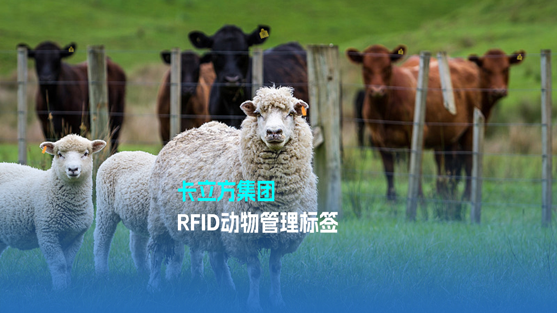 卡立方集團RFID動物管理標簽 科技賦能現代畜牧業新篇章